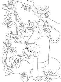 Macacos