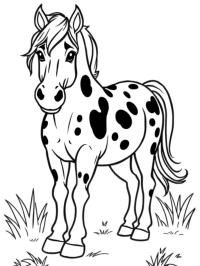 Cavalo Appaloosa