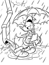 Pato Donald na chuva