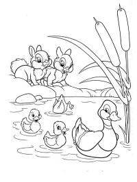 Patos e coelhos
