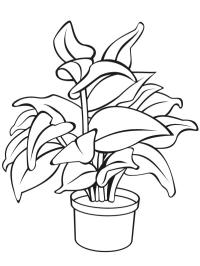 Vaso de planta