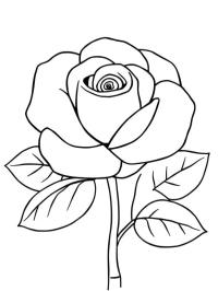 Rosa (flor)