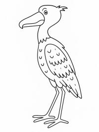 Bico-de-sapato