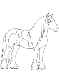 Cavalo Tinker